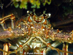 Closeup of a spiny lobster by Ryan Marchese 